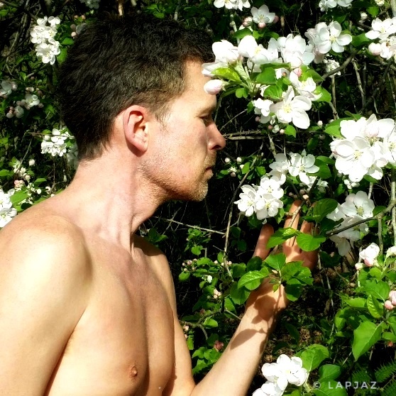 Close-up of Lapjaz smelling a cherry blossom